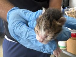 Shelter Stray Male Cat last seen Near BLOCK N WESTERN AVE, 333 Chandler Pl, San Bernardino, CA 92408, USA
