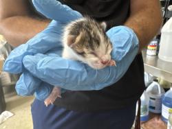 Shelter Stray Female Cat last seen Near BLOCK N WESTERN AVE, 333 Chandler Pl, San Bernardino, CA 92408, USA