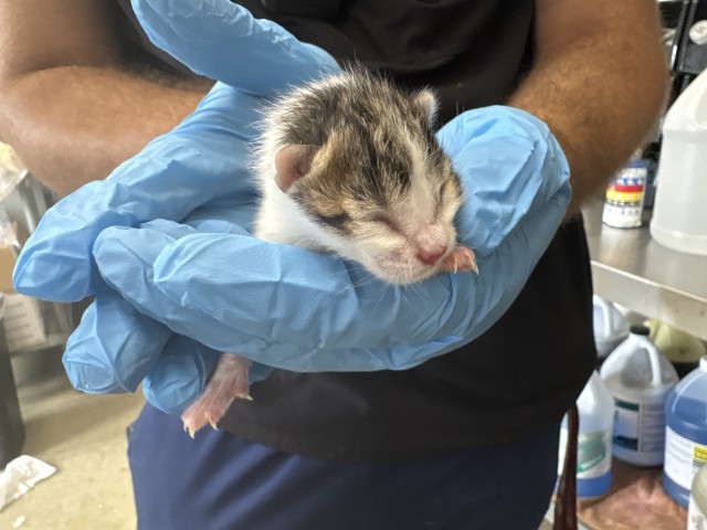 Shelter Stray Female Cat last seen Near BLOCK N WESTERN AVE, 333 Chandler Pl, San Bernardino, CA 92408, USA