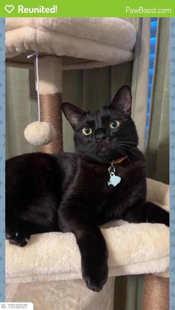Reunited Male Cat last seen Near E Birch Ave, Fresno, CA 93720, USA, Fresno, CA 93720