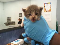 Shelter Stray Male Cat last seen CHARLOTTE, 8315 Byrum Dr, Charlotte, NC 28217, USA