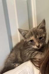 Shelter Stray Female Cat last seen CHARLOTTE, 8315 Byrum Dr, Charlotte, NC 28217, USA
