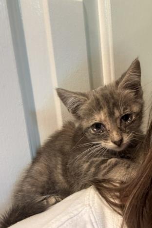 Shelter Stray Female Cat last seen CHARLOTTE, 8315 Byrum Dr, Charlotte, NC 28217, USA