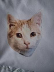 Lost Unknown Cat last seen Pulteney street, bridge street, 40 w. William st, Corning, NY 14830