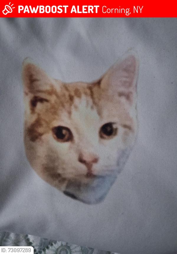 Lost Unknown Cat last seen Pulteney street, bridge street, 40 w. William st, Corning, NY 14830