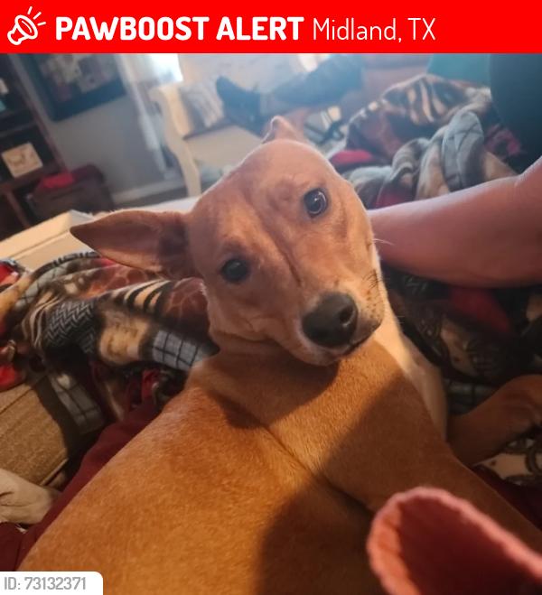 Lost Female Dog last seen Near n k street midland tx, Midland, TX 79701