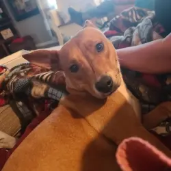 Lost Female Dog last seen Near n k street midland tx, Midland, TX 79701