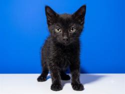 Shelter Stray Male Cat last seen GATE AT EMERSON AND PHILIPS/ 3150 EMERSON ST, JACKSONVILLE, FL 32207, 2020 Forest St, Jacksonville, FL 32204, USA
