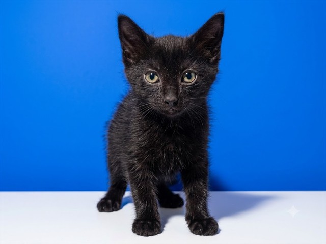 Shelter Stray Male Cat last seen GATE AT EMERSON AND PHILIPS/ 3150 EMERSON ST, JACKSONVILLE, FL 32207, 2020 Forest St, Jacksonville, FL 32204, USA