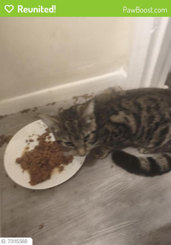Reunited Male Cat last seen shelly road and Wordsworth road, Luton, England 
