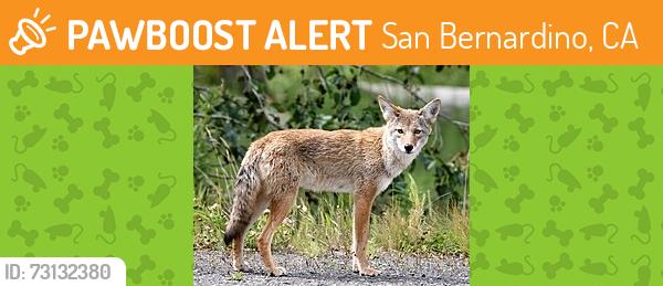 Found/Stray Unknown Other last seen D and 24th St, San Bernardino, CA 92405
