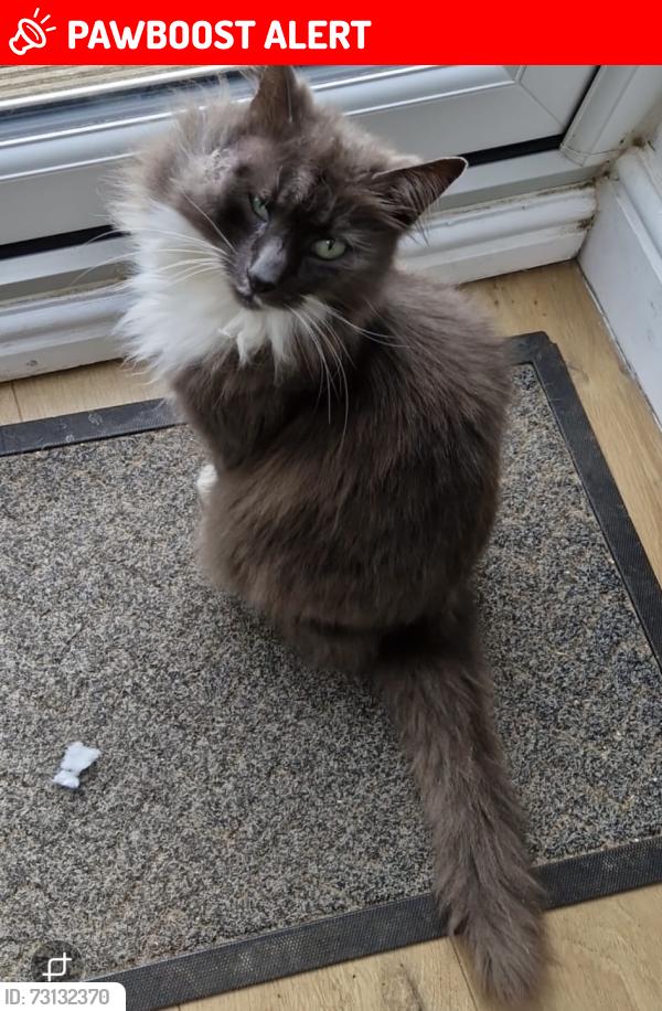 Lost Male Cat last seen Sugar lane, West Yorkshire, England WF1 5LD