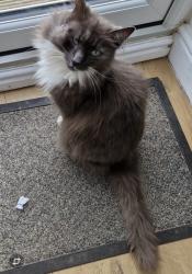 Lost Male Cat last seen Sugar lane, West Yorkshire, England WF1 5LD