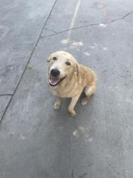 Lost Male Dog last seen Franklin ave/reservoir st near f&a market, Pomona, CA 91766