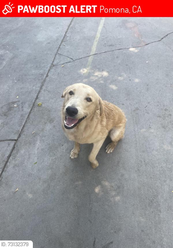 Lost Male Dog last seen Franklin ave/reservoir st near f&a market, Pomona, CA 91766