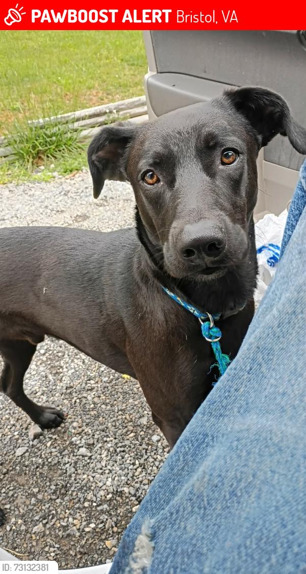 Lost Male Dog last seen Bobby's mkt potato chip factory bristol va, Bristol, VA 24202