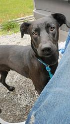 Lost Male Dog last seen Bobby's mkt potato chip factory bristol va, Bristol, VA 24202