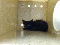 Shelter Stray Male Cat last seen Near BLOCK DECATUR DR, FAYETTEVILLE NC 28303, 4704 Corporation Dr, Fayetteville, NC 28306, USA