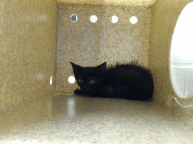 Shelter Stray Male Cat last seen Near BLOCK DECATUR DR, FAYETTEVILLE NC 28303, 4704 Corporation Dr, Fayetteville, NC 28306, USA