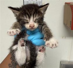 Shelter Stray Male Cat last seen Near BLOCK JACKSON AVE, WASCO CA 93280, 3951 Fruitvale Ave, Bakersfield, CA 93308, USA