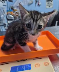 Shelter Stray Male Cat last seen Near BLOCK JACKSON AVE, WASCO CA 93280, 3951 Fruitvale Ave, Bakersfield, CA 93308, USA