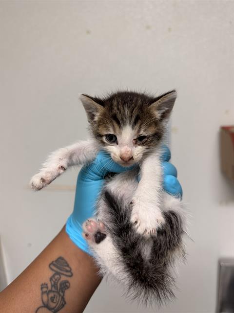 Shelter Stray Female Cat last seen Near BLOCK JACKSON AVE, WASCO CA 93280, 3951 Fruitvale Ave, Bakersfield, CA 93308, USA
