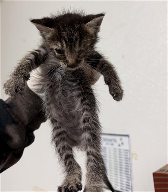 Shelter Stray Male Cat last seen Near BLOCK JACKSON AVE, WASCO CA 93280, 3951 Fruitvale Ave, Bakersfield, CA 93308, USA