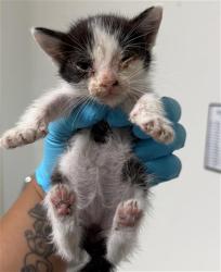 Shelter Stray Female Cat last seen Near BLOCK JACKSON AVE, WASCO CA 93280, 3951 Fruitvale Ave, Bakersfield, CA 93308, USA