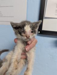 Shelter Stray Female Cat last seen Near BLOCK TEAKWOOD DR, BAKERSFIELD CA 93308, 3951 Fruitvale Ave, Bakersfield, CA 93308, USA