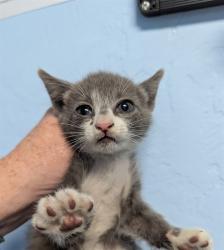 Shelter Stray Male Cat last seen Near BLOCK TEAKWOOD DR, BAKERSFIELD CA 93308, 3951 Fruitvale Ave, Bakersfield, CA 93308, USA