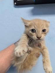 Shelter Stray Male Cat last seen Near BLOCK TEAKWOOD DR, BAKERSFIELD CA 93308, 3951 Fruitvale Ave, Bakersfield, CA 93308, USA