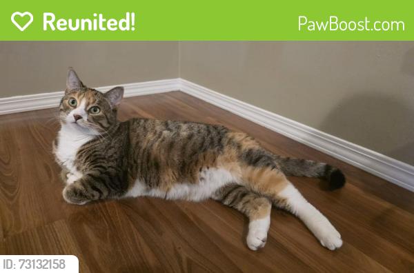 Reunited Female Cat last seen Penbrooke area and Pensacola garden, Calgary, AB T2A 2G7