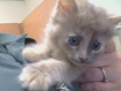 Shelter Stray Female Cat last seen MCROBERTS DR/BIDDEFORD CIR, 95655, 3839 Bradshaw Rd, Sacramento, CA 95827, USA