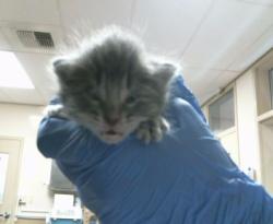 Shelter Stray Female Cat last seen W 2ND ST/W U ST, 95673, 3839 Bradshaw Rd, Sacramento, CA 95827, USA