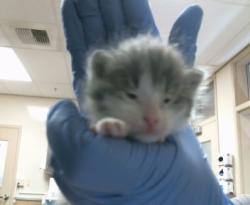 Shelter Stray Male Cat last seen W 2ND ST/W U ST, 95673, 3839 Bradshaw Rd, Sacramento, CA 95827, USA