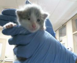 Shelter Stray Male Cat last seen W 2ND ST/W U ST, 95673, 3839 Bradshaw Rd, Sacramento, CA 95827, USA