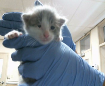 Shelter Stray Male Cat last seen W 2ND ST/W U ST, 95673, 3839 Bradshaw Rd, Sacramento, CA 95827, USA