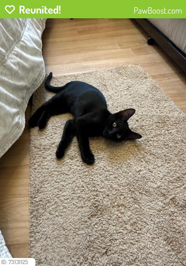 Reunited Male Cat last seen Marble Way and Sandstone Street, Chula Vista, CA 91911