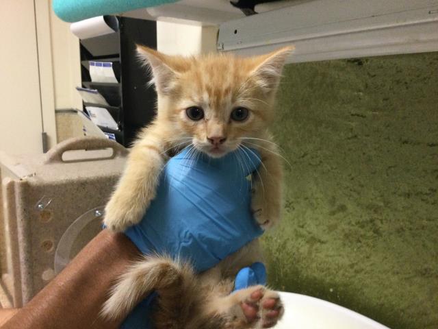 Shelter Stray Male Cat last seen BEACH ST & 60TH, RIVERSIDE, CA, 6851 Van Buren Boulevard, Jurupa Valley, CA 92509, USA