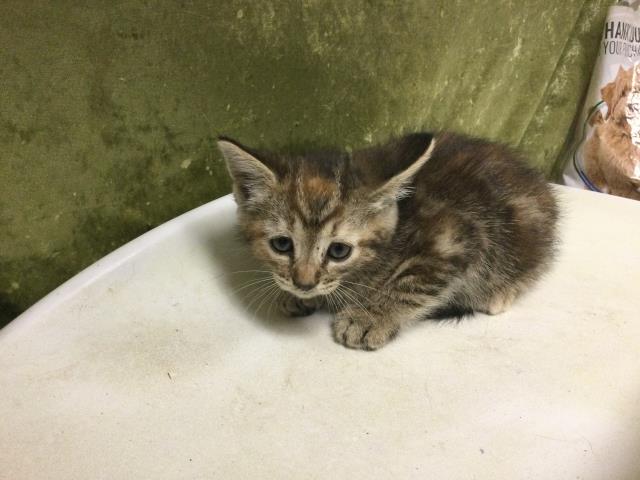 Shelter Stray Female Cat last seen BEACH ST & 60TH, RIVERSIDE, CA, 6851 Van Buren Boulevard, Jurupa Valley, CA 92509, USA
