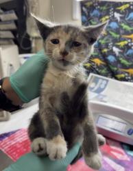 Shelter Stray Female Cat last seen Near BLOCK CYPRESS AVE, RIVERSIDE, CA, 6851 Van Buren Boulevard, Jurupa Valley, CA 92509, USA
