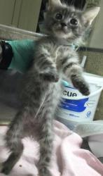 Shelter Stray Female Cat last seen CALIFORNIA / JACKSON ST, 6851 Van Buren Boulevard, Jurupa Valley, CA 92509, USA