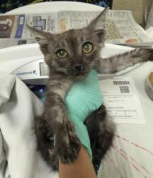 Shelter Stray Male Cat last seen Near BLOCK FRANK AVE, JURUPA VALLEY CA, 6851 Van Buren Boulevard, Jurupa Valley, CA 92509, USA