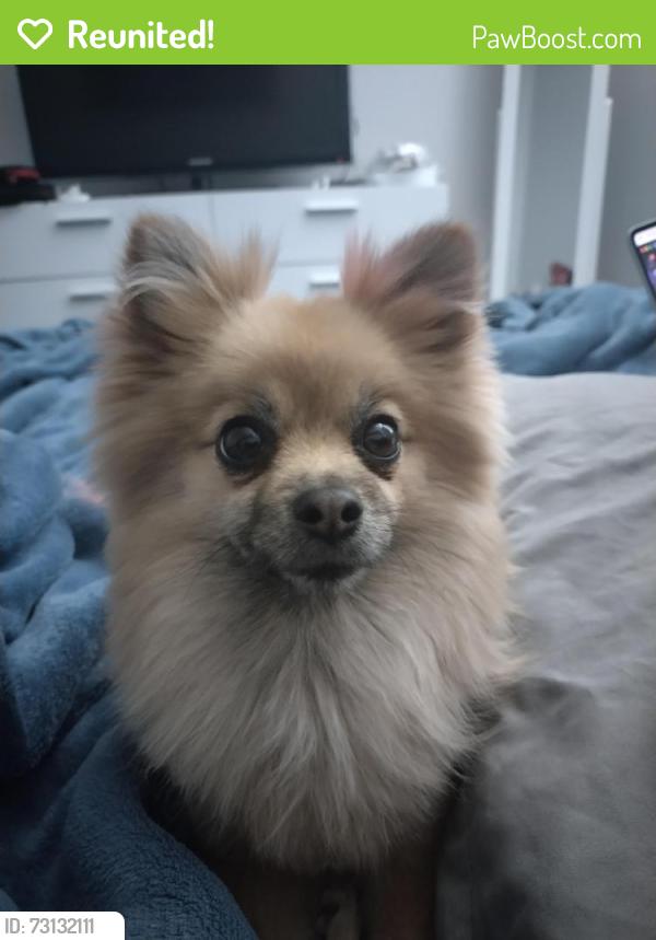 Reunited Female Dog last seen Brandywine, Ritzy Lou Pl, Sir Blink Ct, El Paso County, TX 79928