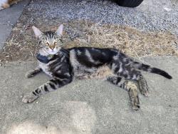 Reunited Male Cat last seen 4th Street, Sacramento, CA 95818