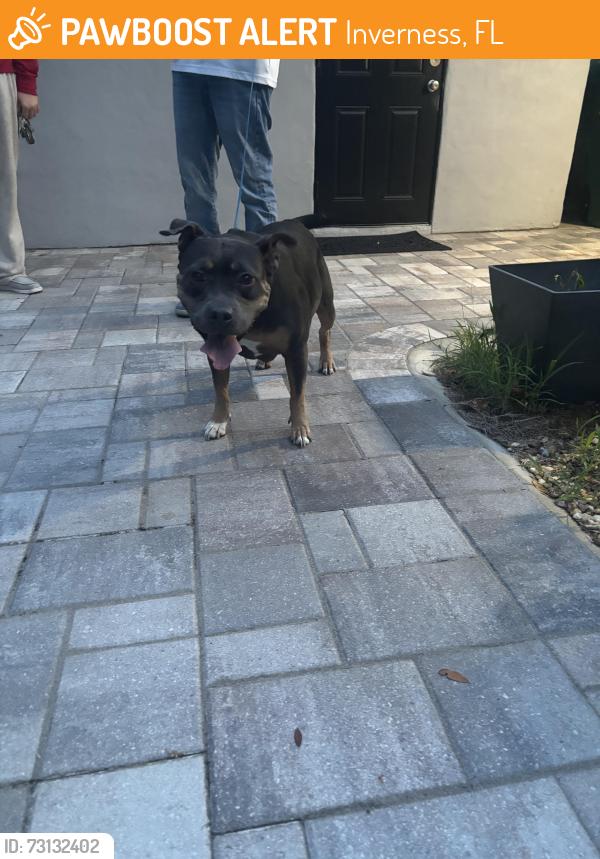 Found/Stray Female Dog last seen Gulf to Lake Hwy/ S.Skylark Terrace, Inverness, FL 34450