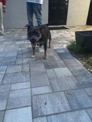 Found/Stray Female Dog last seen Gulf to Lake Hwy/ S.Skylark Terrace, Inverness, FL 34450
