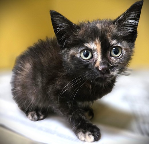 Shelter Stray Female Cat last seen , 3201 Lacy St, Los Angeles, CA 90031, USA