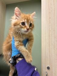 Shelter Stray Male Cat last seen E 117TH AVE & LINCOLN ST (EB RAINS PARK), 12155 Park Blvd, Brighton, CO 80601, USA