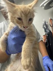 Shelter Stray Male Cat last seen PINE ST, BAKERSFIELD, CA, 201 S Mt Vernon Ave, Bakersfield, CA 93307, USA